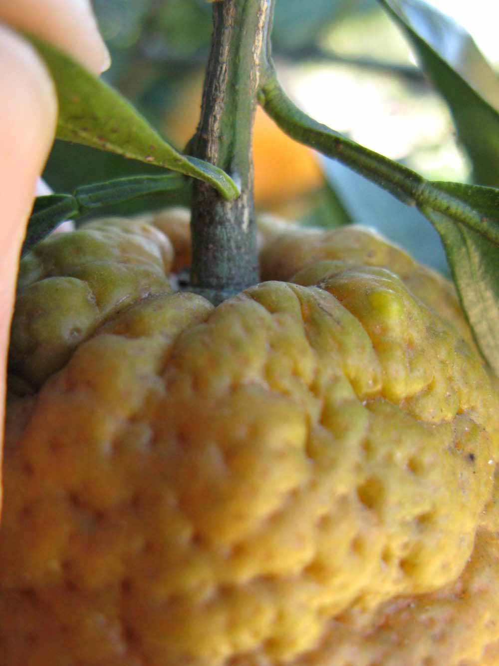              Fruit (Winter Haven, FL)       